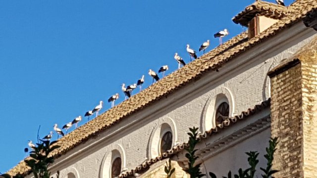 2020.08.29 CIGUEÑAS (4)